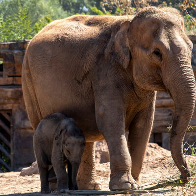 A female Asian Elephant with her calf